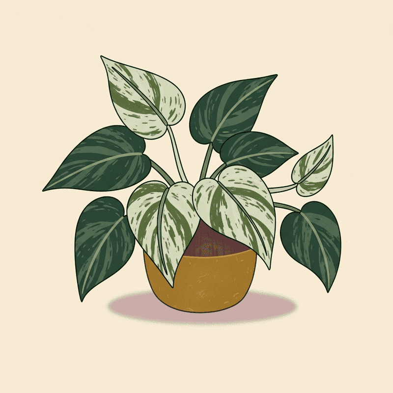 Marble Queen Pothos