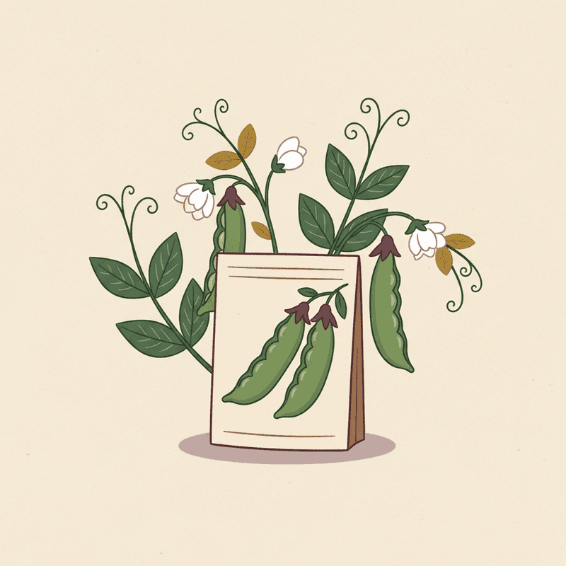 Seed Savers Exchange Amish Snap Pea Seeds