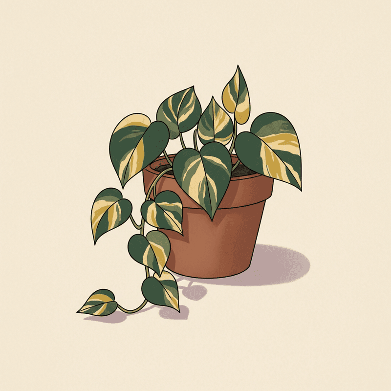 Golden Pothos