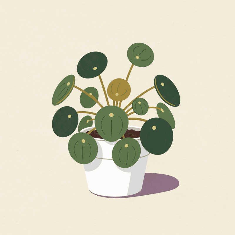 Chinese Money Plant (Pilea peperomioides)